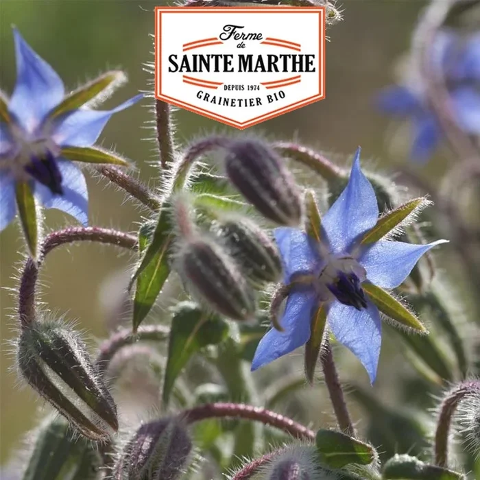 La ferme Sainte Marthe – 150 Samen Borretsch Officinale