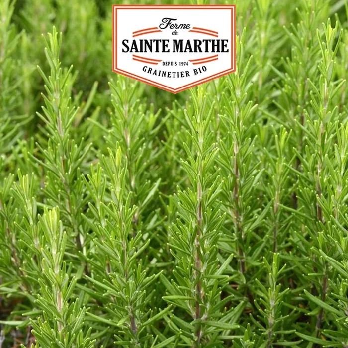La ferme Sainte Marthe – 150 Samen Rosmarin