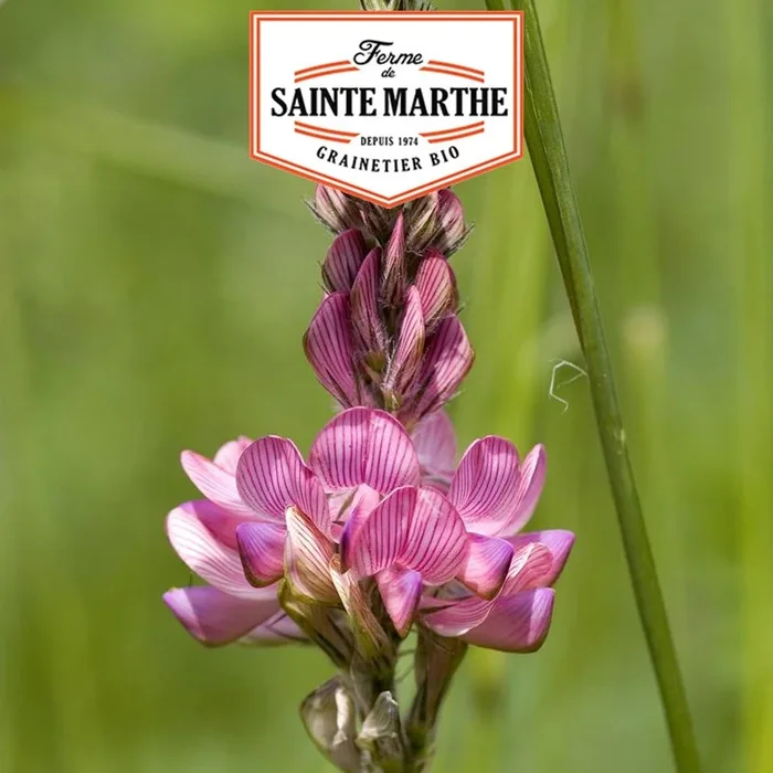 La ferme Sainte Marthe – 200 Gramm Sainfoin