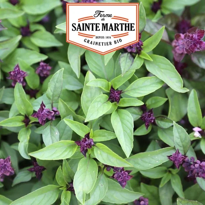 La ferme Sainte Marthe – 200 Samen Basilikum Anis