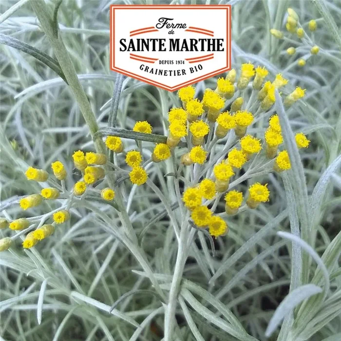 La ferme Sainte Marthe – 250 Samen Helichryse plante Curry