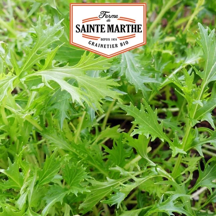 La ferme Sainte Marthe – 300 Samen Kohl Mizuna