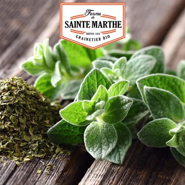 La ferme Sainte Marthe – 300 Samen Oregano
