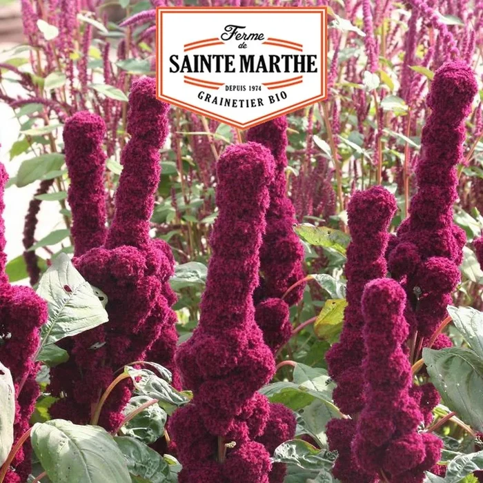 La ferme Sainte Marthe – 300 Samen Roter Amaranth