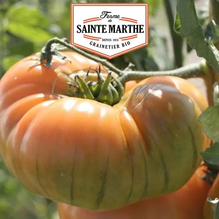 La ferme Sainte Marthe – 50 Samen Tomate Ananas