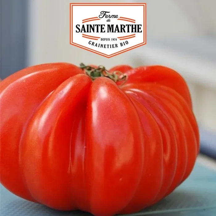 La ferme Sainte Marthe – 50 Samen Tomate Beefsteak