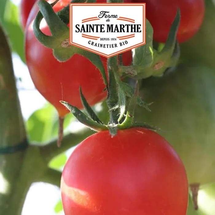La ferme Sainte Marthe – 50 Samen Tomate Petit Coeur de Boeuf