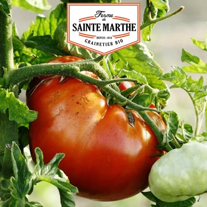 La ferme Sainte Marthe – 50 Samen Tomate Sainte Lucie