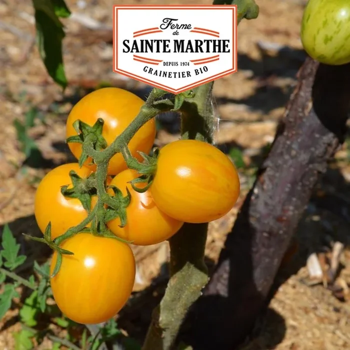 La ferme Sainte Marthe – 50 Samen Tomate Topaz