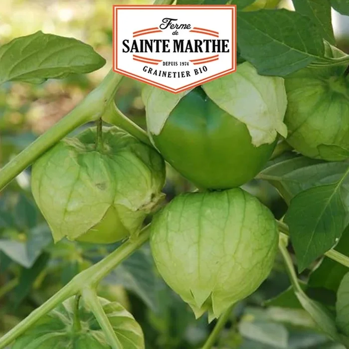 La ferme Sainte Marthe – 50 Tomatillo-Samen aus Mexiko