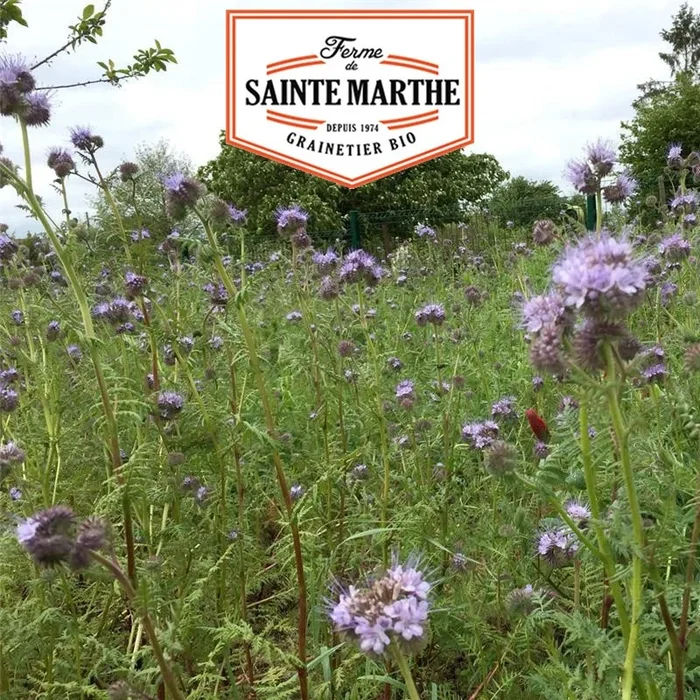 La ferme Sainte Marthe – 500 Gramm Melange Améliorant Annuel