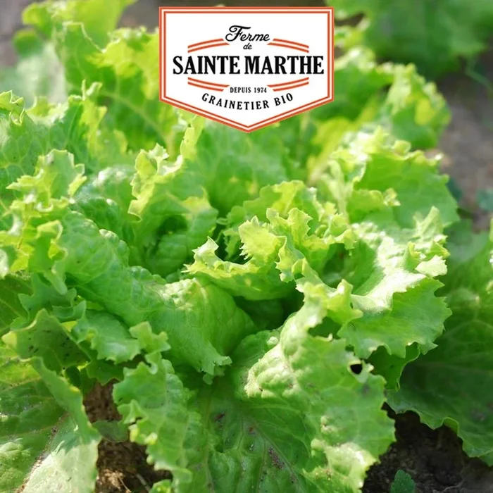 La ferme Sainte Marthe – 500 Samen Batavia-Salat aus Pierre-Benite