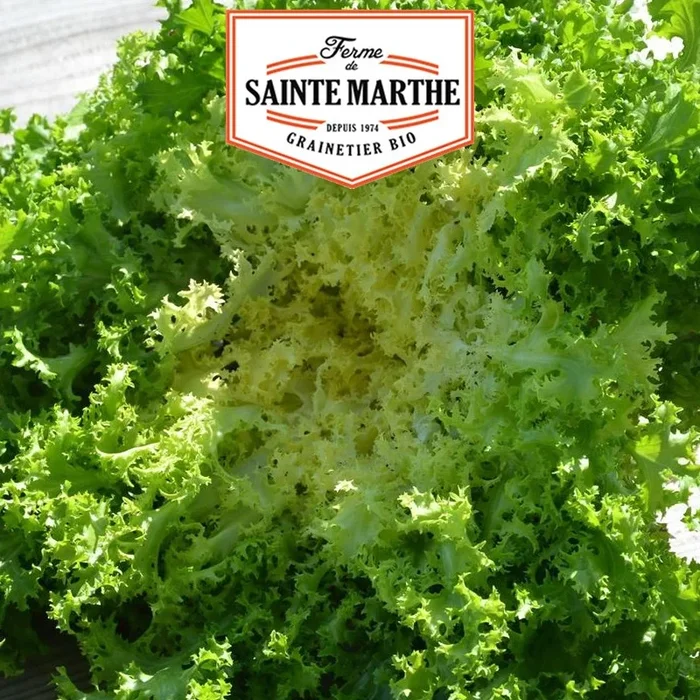 La ferme Sainte Marthe – 500 Samen Chicorée kraus aus Meaux
