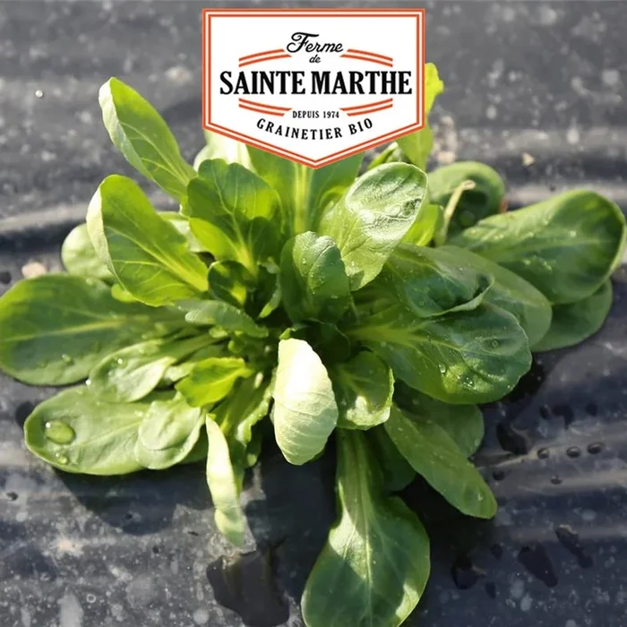 La ferme Sainte Marthe – 500 Samen Feldsalat Coquille de Louviers