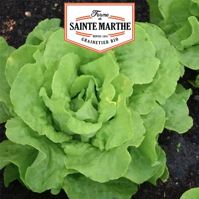 La ferme Sainte Marthe – 500 Samen Kopfsalat Appia