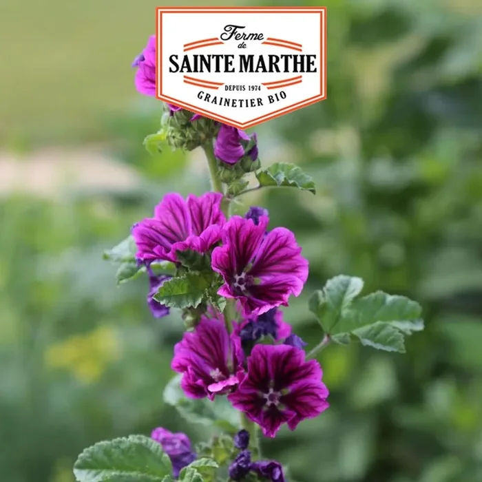 La ferme Sainte Marthe – 500 Samen Mauve aus Mauretanien