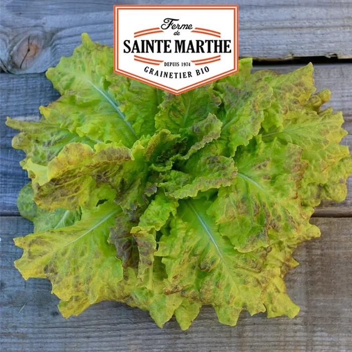 La ferme Sainte Marthe – 500 Samen Schnittsalat Saint Vincent