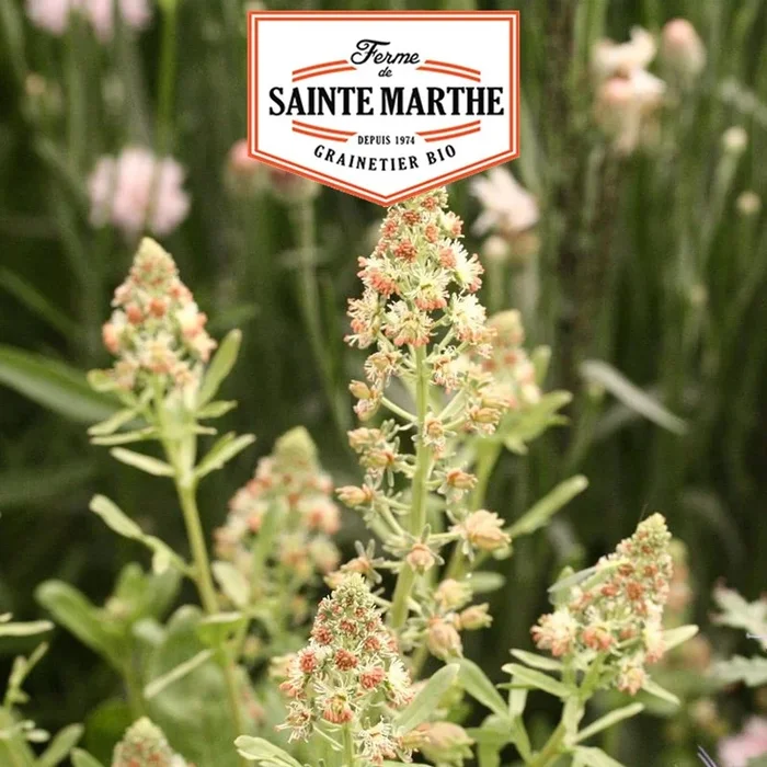 La ferme Sainte Marthe – 700 Samen Reseda Odorante