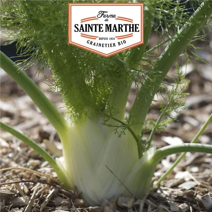 La Ferme Sainthe Marthe – 250 Samen Fenchel Finale