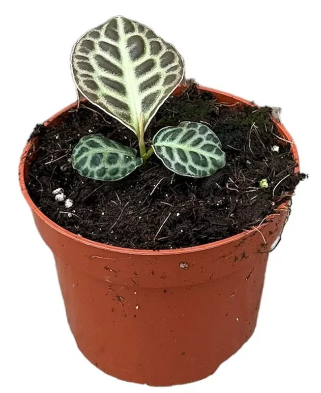 Labisia – Rare Terrarienpflanze