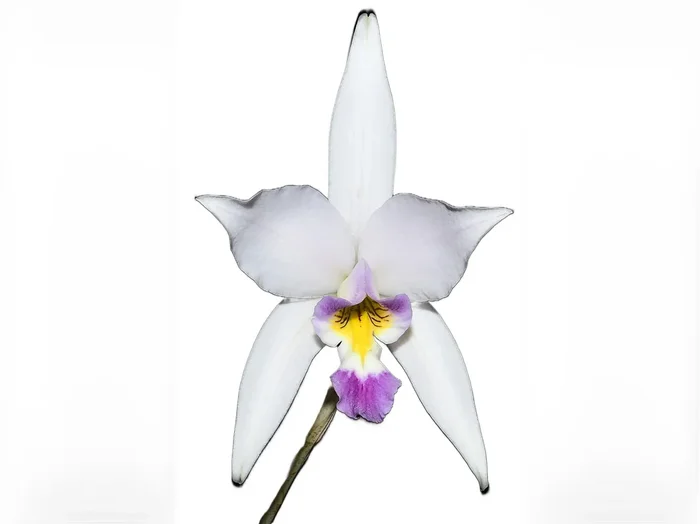 Laelia anceps semialba