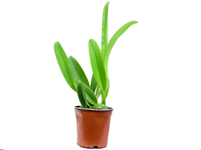 Laeliocattleya (Lc. Roeblingii Sentinel x Blc. Pastoral Inocence)