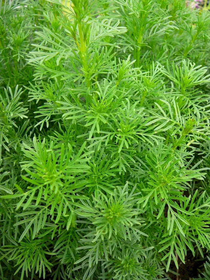 Lakritz-Tagetes, Tagetes filifolia
