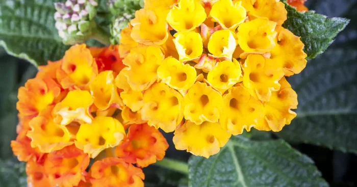 Lantana camara${2}