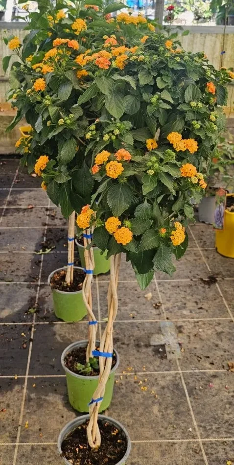 Lantana Camara arbre 70 cm pot 17 fleurs orange-rouge-jaune