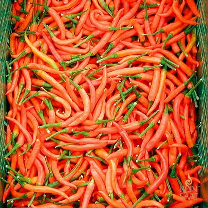 Lanterna de foc