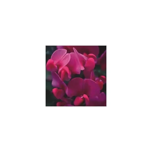 Lathyrus Hardy Species Mixed