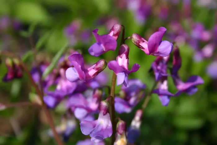 Lathyrus vernus (Frühlings-Platterbse)