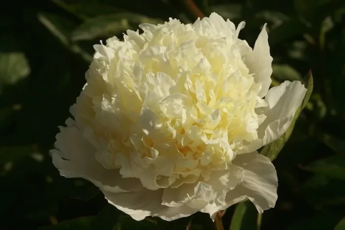 Laura Dessert, Paeonia lactiflora