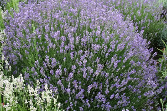 Lavandula angustifolia ‚Munstead‘ (Lavendel)