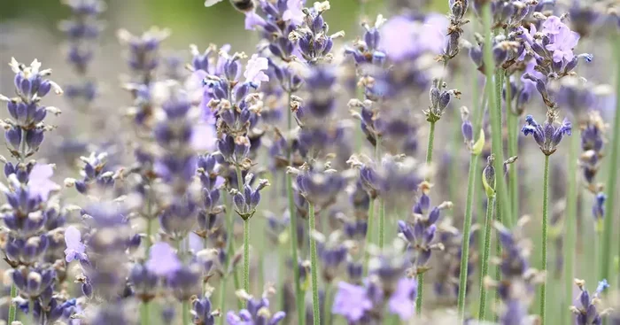 Lavandula angustifolia ‚Munstead‘