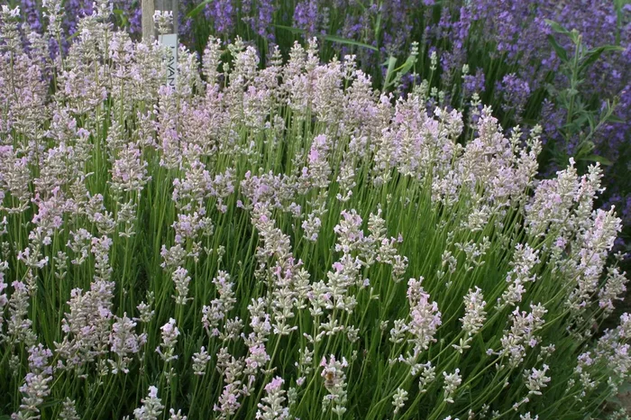 Lavandula angustifolia ‚Rosea‘ (Rosablühender Lavendel)