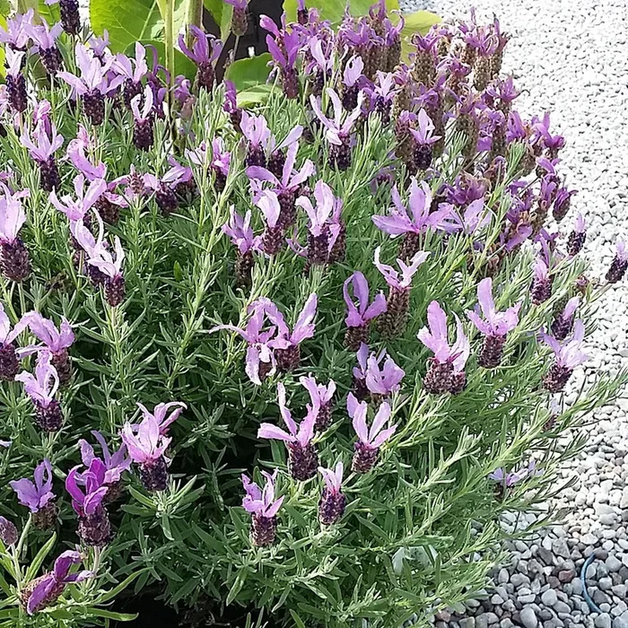 Lavandula stoechas
