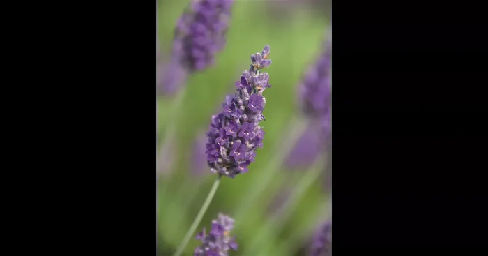 Lavandula x chay. ‚Sawyers‘ (blau), 12er Set