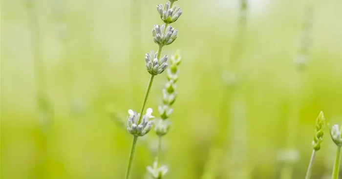 Lavandula x intermedia ‚Edelweiß‘