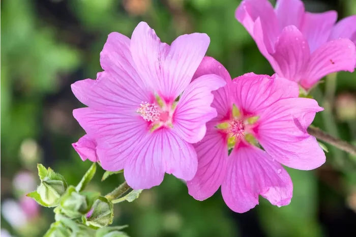 Lavatera ‚Blushing Bride‘ (Strauchmalve)