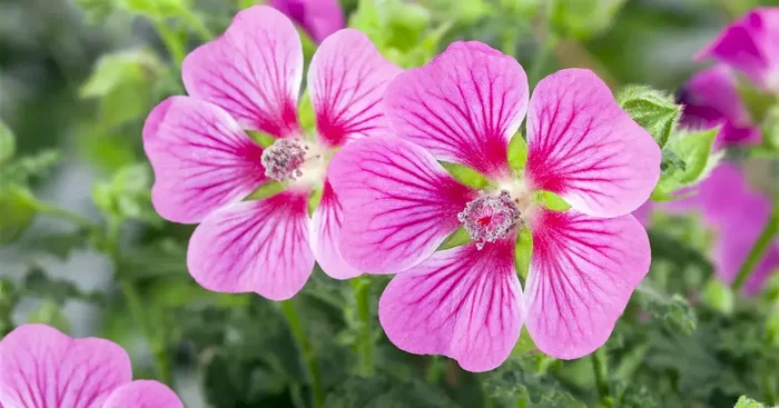 Lavatera x olbia ‚Rosea‘
