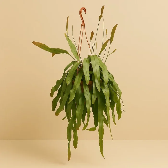 Lepismium Houlletianum Forma Regnelli – 45cm