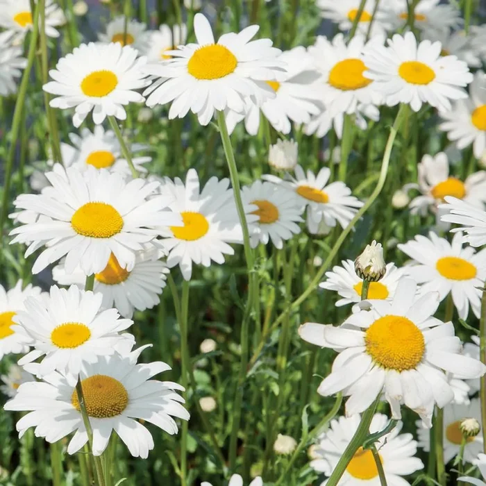 Leucanthemum vulgare