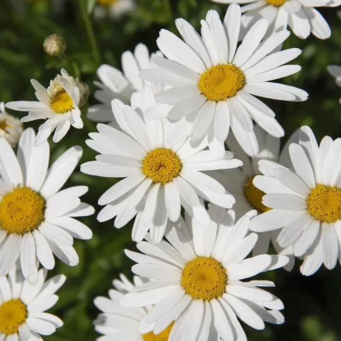 Leucanthemum x superbum