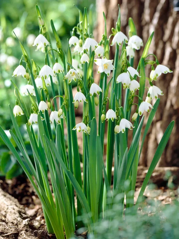 Leucojum Gravetye Giant (Sommerknotenblume)