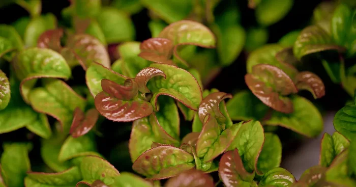 Leucothoe axillaris ‚Curly Red’®${2}