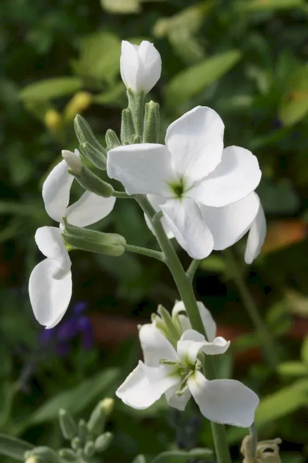 Levkoje, einjährig (Bio-Saatgut), Matthiola incana ‚Zagreb‘