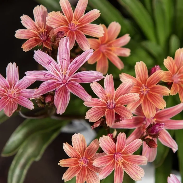 Lewisia longipetala