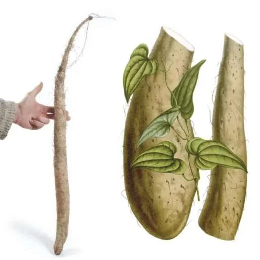Lichtwurzel
