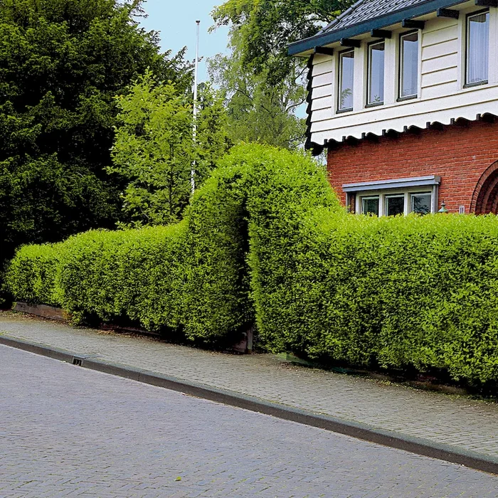 Liguster Ligustrum vulgare ‚Atrovirens‘ – Bestellnummer 3351303